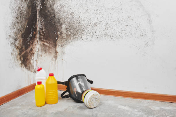 Best Attic Mold Removal  in Lansing, KS