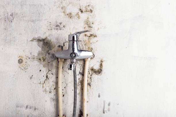 Lansing, KS Mold Removal Company