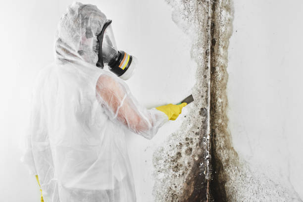 Best Residential Mold Removal  in Lansing, KS