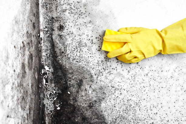 Best Fast Mold Removal  in Lansing, KS