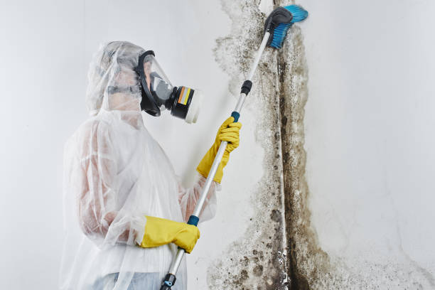 Best Local Mold Removal Service  in Lansing, KS