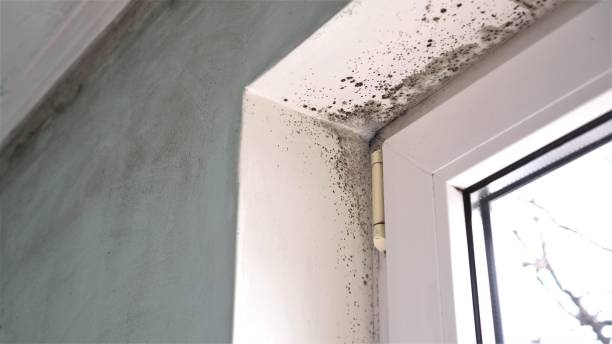 Mold Testing and Removal in Lansing, KS