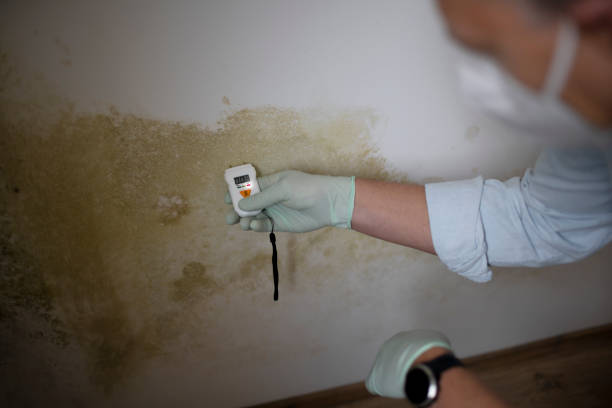 Best Mold Remediation Services  in Lansing, KS