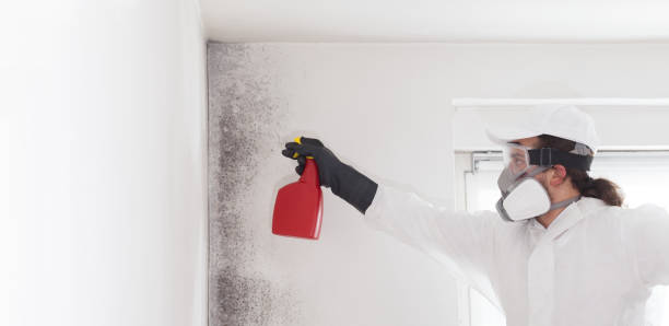 Best Home Mold Removal  in Lansing, KS