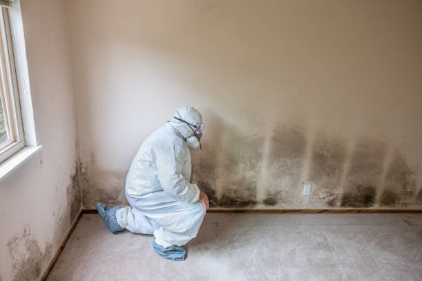Best Commercial Mold Removal  in Lansing, KS