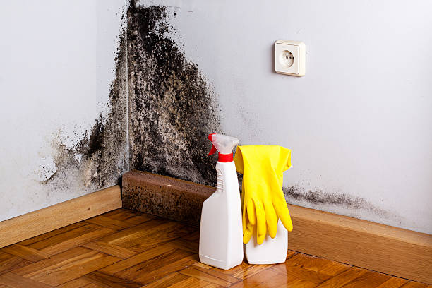 Best Water Damage Restoration  in Lansing, KS