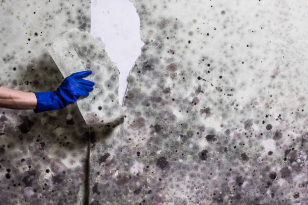 Best Best Mold Removal Companies  in Lansing, KS