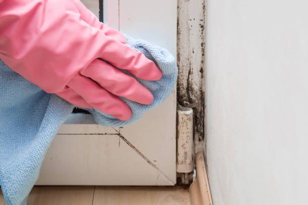 Best Emergency Mold Removal  in Lansing, KS