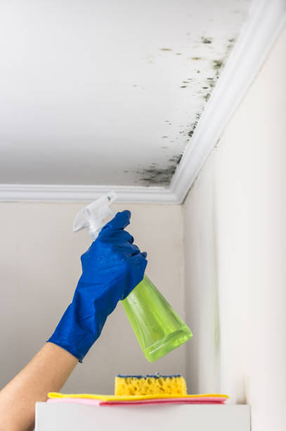 Best Professional Mold Removal  in Lansing, KS